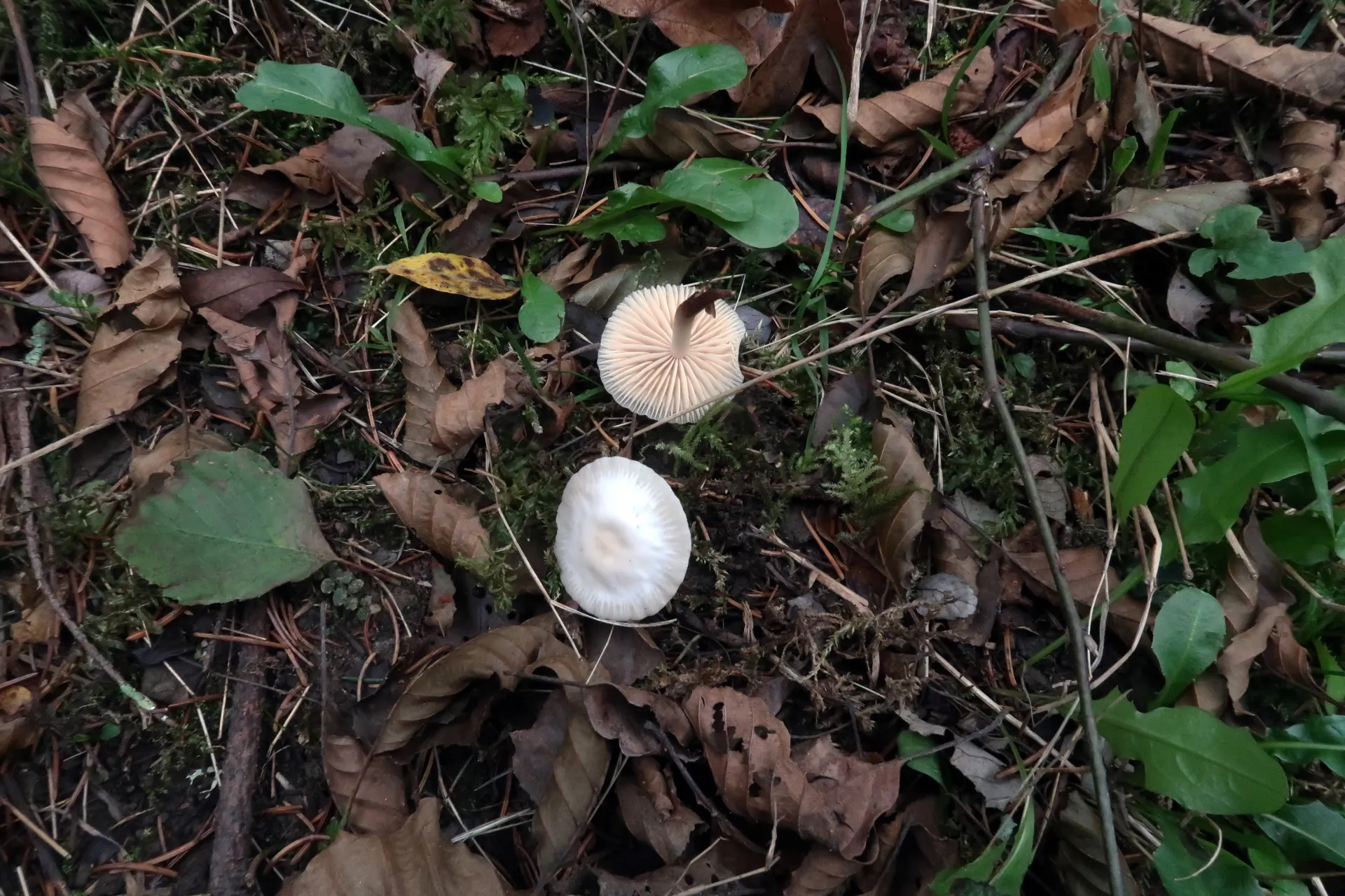 Marasmius wynneae - 1 - IMG_2207